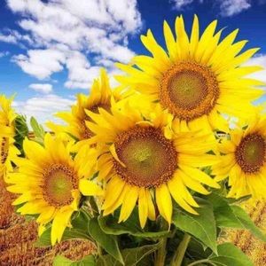 Meet your Posher, Charlene